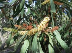 Xylomelum cunninghamianum