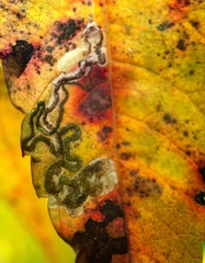 Stigmella intermedia