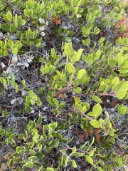 Arctostaphylos hookeri hookeri
