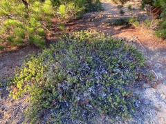 Arctostaphylos hookeri hookeri