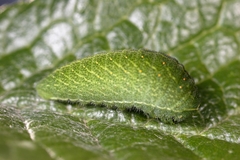 Iphiclides podalirius