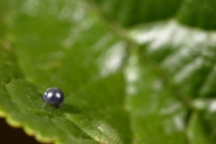 Iphiclides podalirius