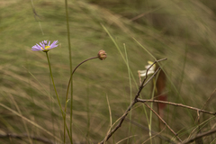 Brachyscome spathulata