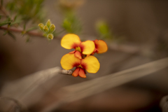 Dillwynia sericea