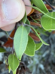 Arctostaphylos hookeri hookeri