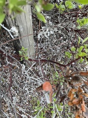 Arctostaphylos hookeri hookeri