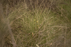 Diuris pardina