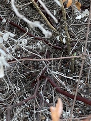Arctostaphylos hookeri hookeri