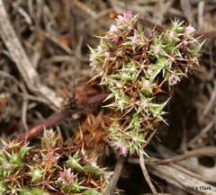 Chorizanthe cuspidata