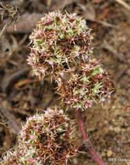 Chorizanthe cuspidata