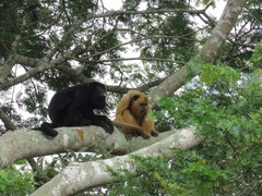 Alouatta caraya