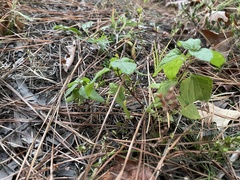 Conoclinium coelestinum