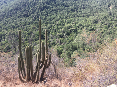 Trichocereus chiloensis