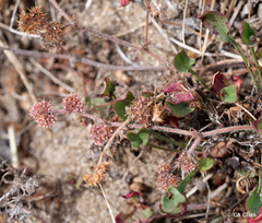 Chorizanthe cuspidata
