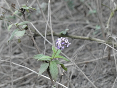 Heliotropium arborescens