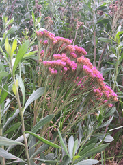 Tessaria absinthioides