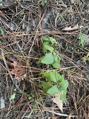 Conoclinium coelestinum