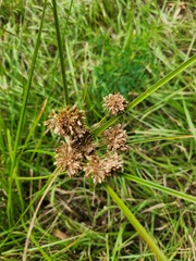 Cyperus entrerianus