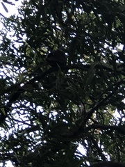 Nestor meridionalis septentrionalis