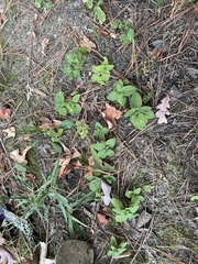 Conoclinium coelestinum