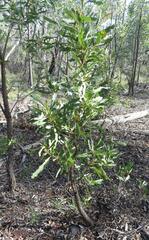 Xylomelum cunninghamianum