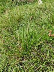 Cyperus entrerianus