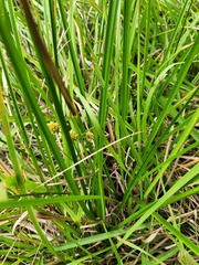 Cyperus entrerianus