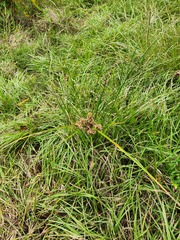 Cyperus entrerianus