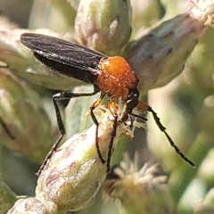 Dilophus spinipes