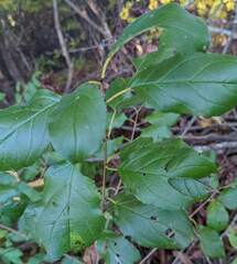 Stigmella rhamnicola