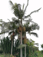 Archontophoenix cunninghamiana