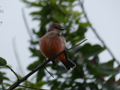 Pyrocephalus rubinus