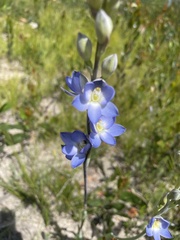 Thelymitra grandiflora