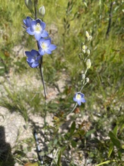 Thelymitra grandiflora