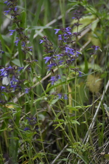 Dracocephalum nutans