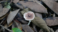 Fungi