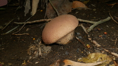 Fungi