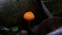 Fungi