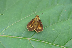 Parnara amalia