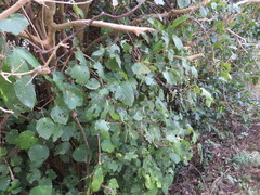 Piper excelsum excelsum