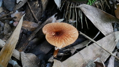 Fungi