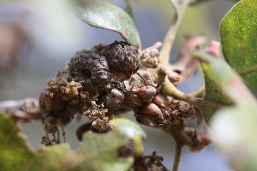 iNaturalist observation photo of Andricus