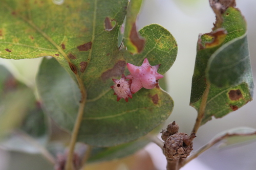 iNaturalist observation photo of Spined Turban Gall Wasp