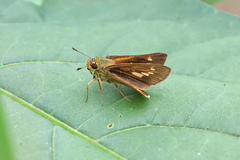 Parnara amalia