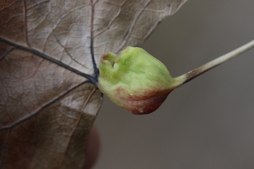 iNaturalist observation photo of Cherubic Poplar Petiole-gall Aphid