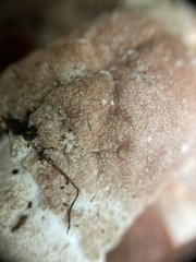 Hypomyces hyalinus