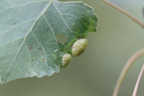 iNaturalist observation photo of Bead-like Cottonwood Gall aphid