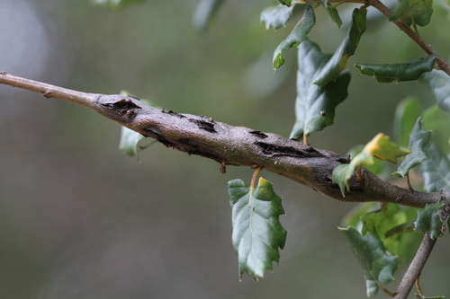 iNaturalist observation photo of Ruptured Twig Gall Wasp