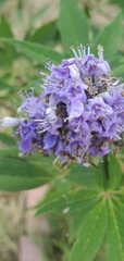 Vitex agnus-castus