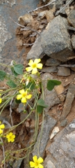 Oxalis